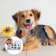 thumbnail image 5 of Tarjeta para garrapatas con lupa | Limpieza rápida de garrapatas | Tarjeta con lupa para medir garrapatas | Tarjeta para garrapatas para perros y gatos en el, 5 of 6