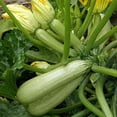 thumbnail image 4 of GSDWIUEW 30+ Courgettes Courgette Buisson Géant-Légume Blanchâtre, 4 of 7