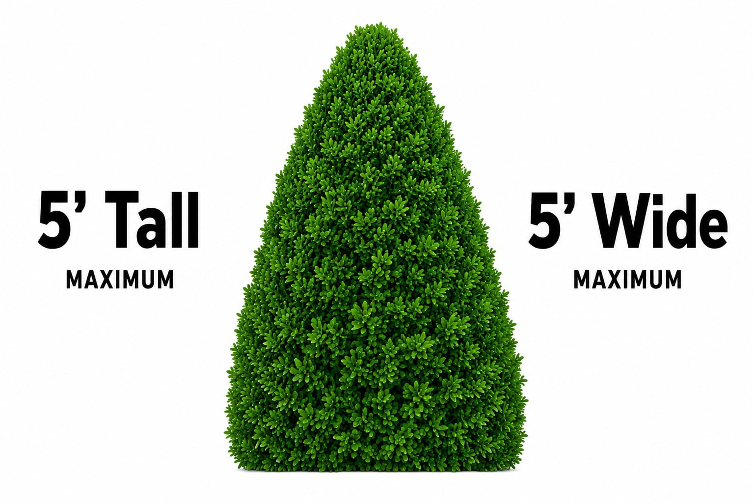 Shamrock Inkberry Holly Evergreen Live Shrub in 3-Gallon Grower Pot