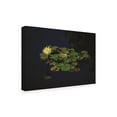 thumbnail image 2 of Trademark Fine Art 'Water Lily in the Sun' Canvas Art by Kurt Shaffer Photographs, 2 of 3