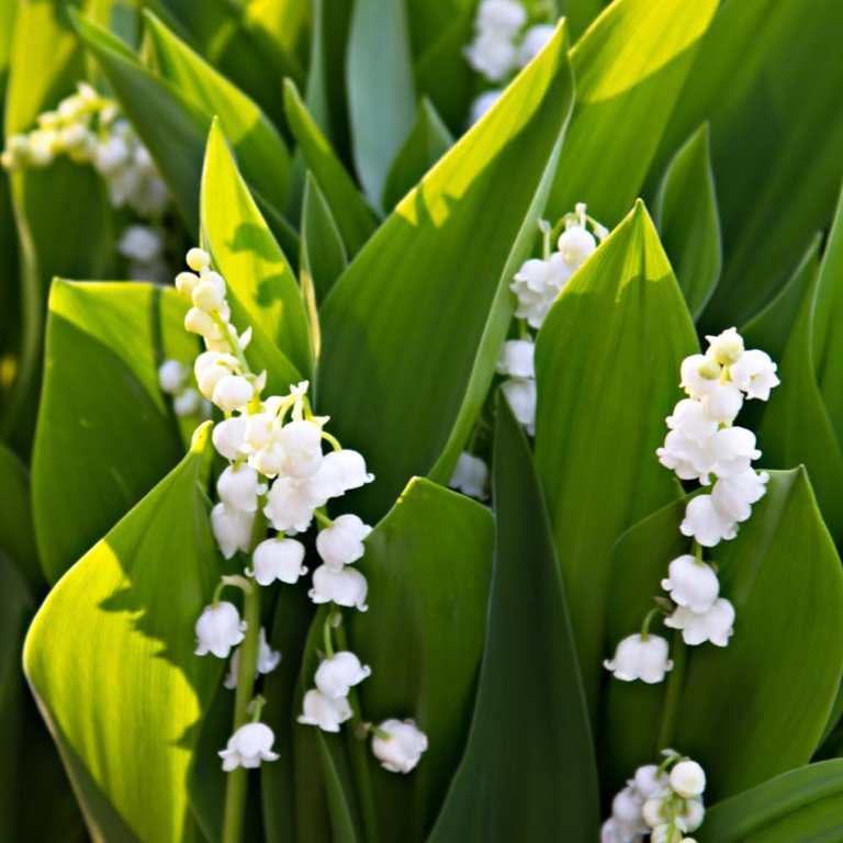 lily flower colors Buy Wholesale Assorted Color Oriental Lilies For Mothers Day in Bul