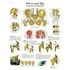Anatomical chart: hip & pelvis, laminated