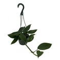thumbnail image 2 of SALE - Dragon Tail Philodendron - Rhaphidorphora decursiva - 6" Hanging Basket, 2 of 3