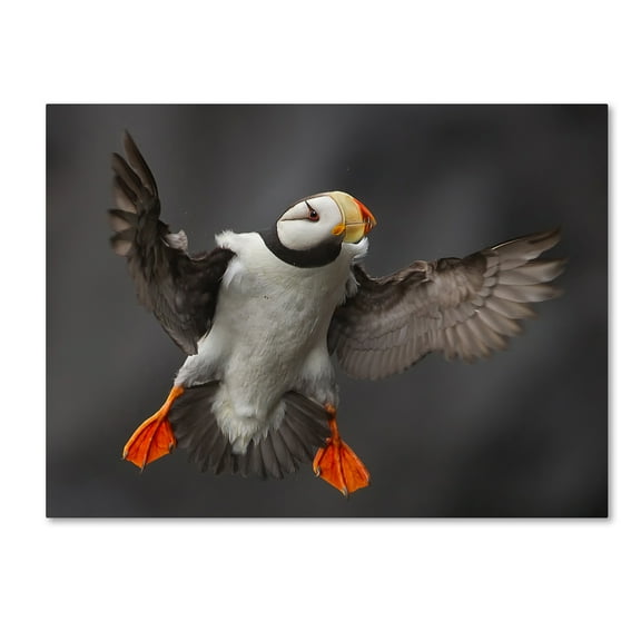 Trademark Fine Art 'Full Flaps' Canvas Art by Alfred Forns