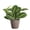 Coffee, variant on Live Lemon Lime Prayer Plant, Maranta, Pet Safe 4 inch Diameter Live Plant Grown in USA