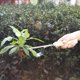 thumbnail image 4 of Herbicida manual para jardín, herramienta de acero inoxidable para quitar las malas hierbas con mango de madera, herramienta de jardinería para quitar las malas hierbas de su jardín, 1, 4 of 7