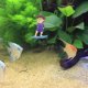 thumbnail image 1 of BESTYASH 1Jgo Para Acuario Resina Multicolor Con Atractivo, 1 of 8