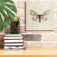 thumbnail image 6 of Epic Graffiti 'Sepia Moth' by Incado, Giclee Canvas Wall Art, 12"x12", 6 of 6