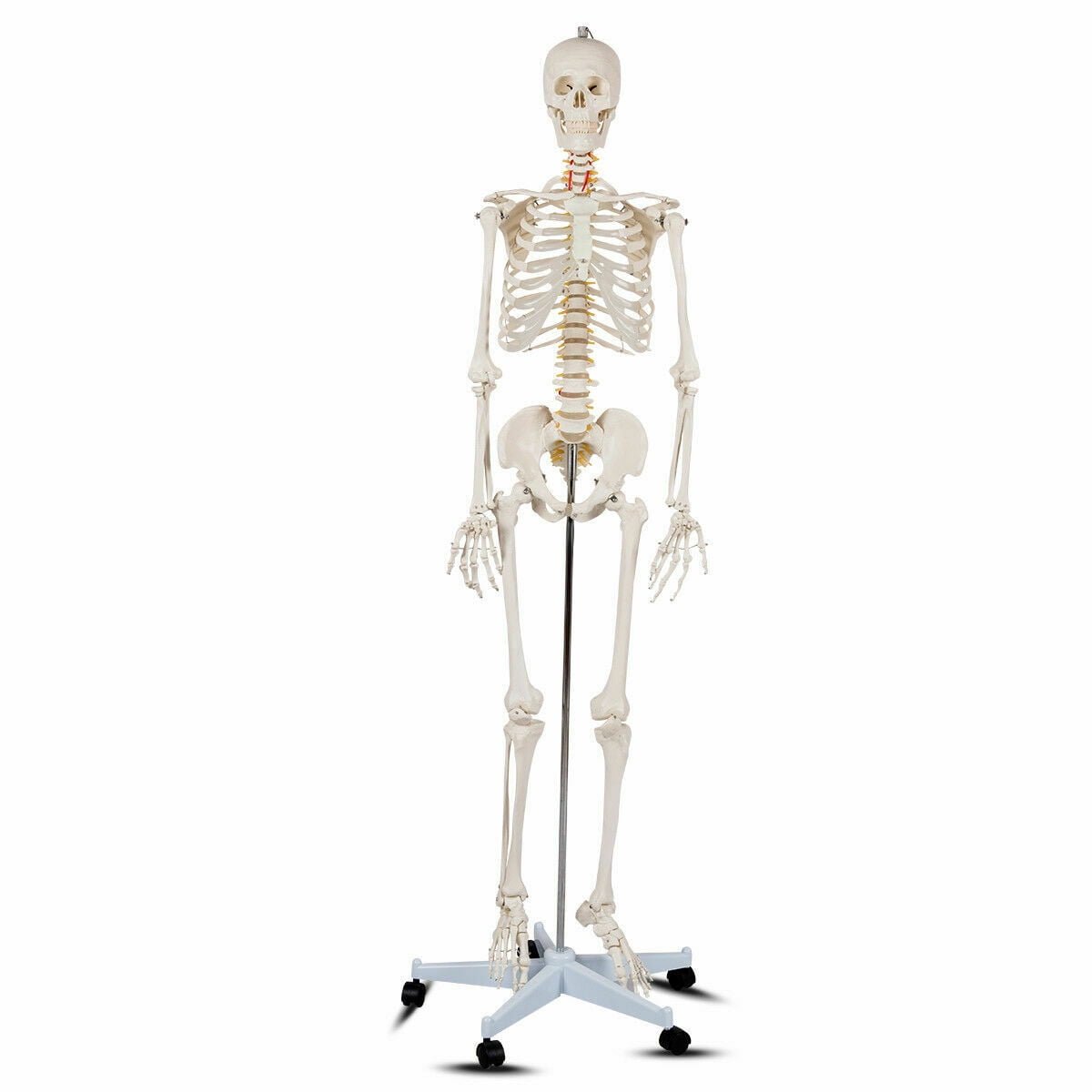 Anatomy Models Bundle Set - Walmart.com