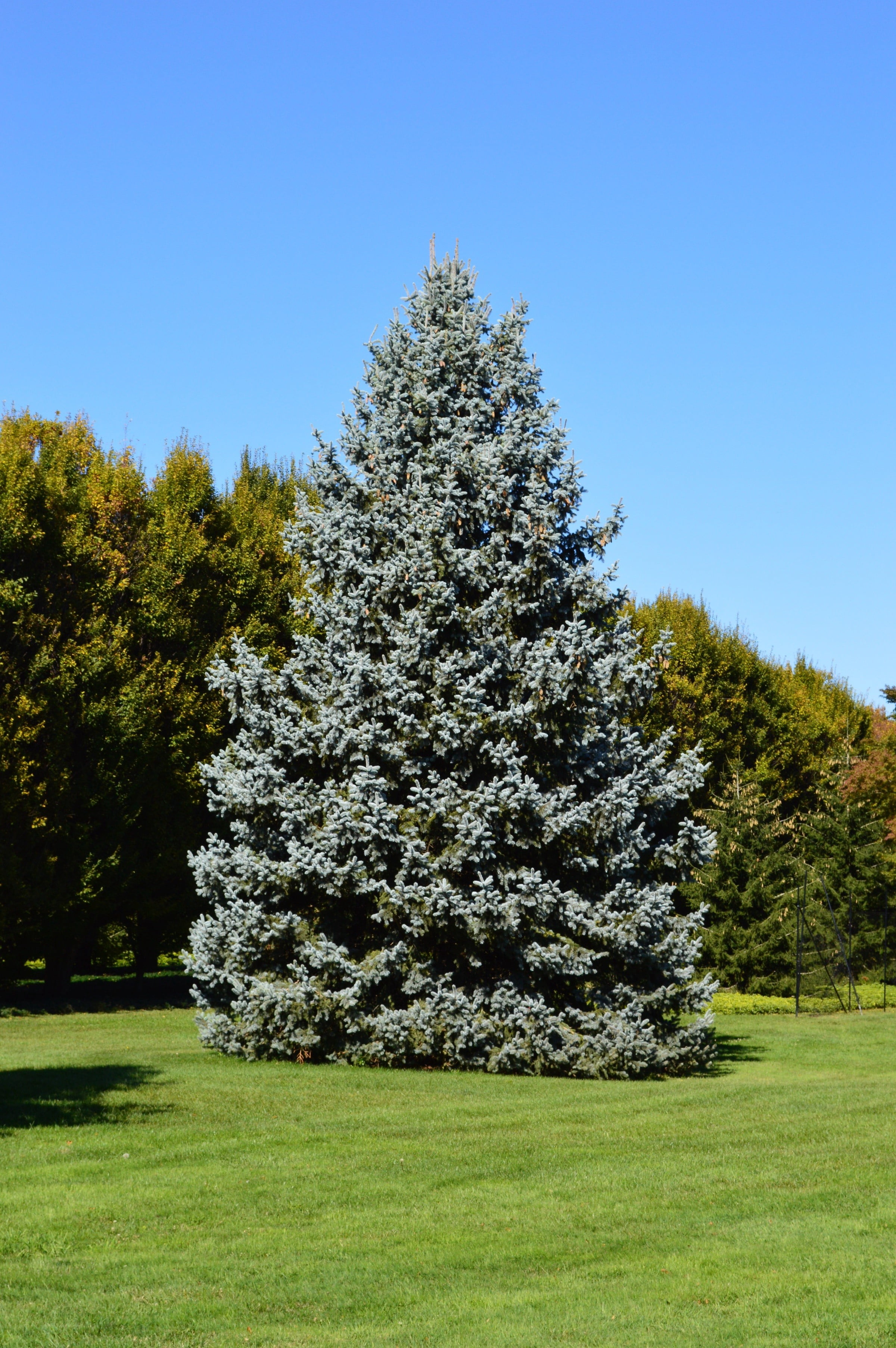 Expert Gardener 3.25G Colorado Blue Spruce Evergreen Live Shrub, Full Sun