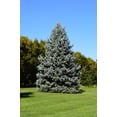 thumbnail image 2 of Expert Gardener 3.25G Spruce Colorado Blue Evergreen Live Shrubs Full Sun Green, 2 of 6