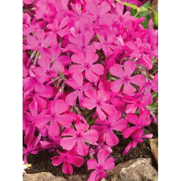 50 Drummonds Pink Phlox Seeds Flower Perennial Seed Flowers Butterfly 869
