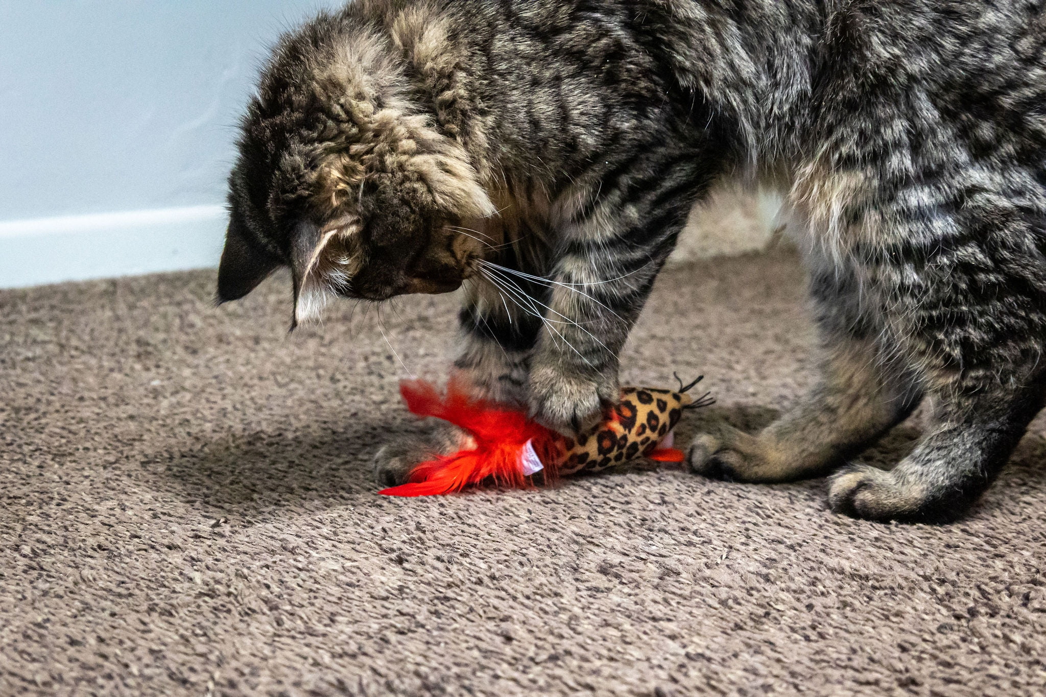 (2 pack) Vibrant Life Safari Feather Mice Cat Toy, Assorted Colors