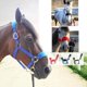 thumbnail image 4 of Cabestro de caballo grueso, brida, rienda, cabezada, collarín, correa, equipo estable Azul S, 4 of 5