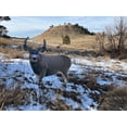 thumbnail image 4 of Montana Decoy Muley Buck Deer Decoy, 4 of 4
