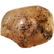 Genuine Amber Fossil 21
