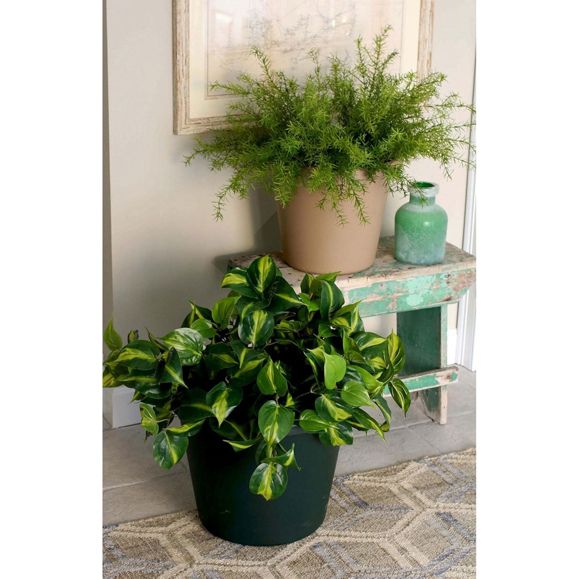 lilium asiatic lily Asiatic Lily Purple Dream