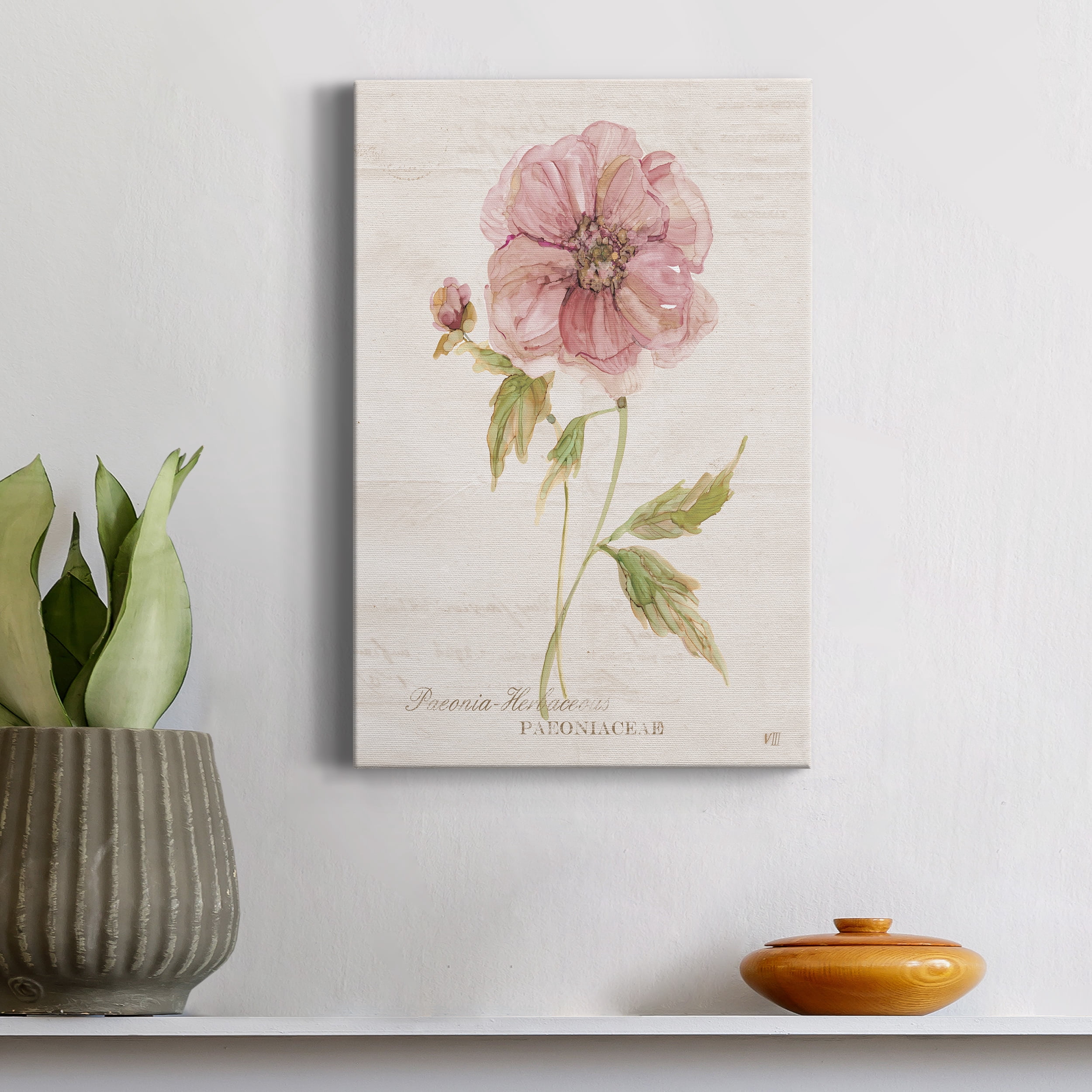 Soft Peony Premium Gallery Wrapped Canvas - Ready to Hang - 24 x 36
