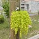 thumbnail image 2 of Decoración Artificial De La De La De Las Plantas de De La Hiedra De La Hiedra 2pcs Artificial 5-fork Verde, 2 of 9