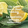 thumbnail image 3 of Yankee Candle Scented Candle, Sage & Citrus, 20 oz Signature Large Tumbler, 3 of 8