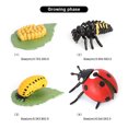 thumbnail image 3 of Simulation Insect Plastic Animal Early Growth Animal Plant Toy Preschool Model Miniature Educational Props Cognition Toy for Children Type 8, 3 of 9