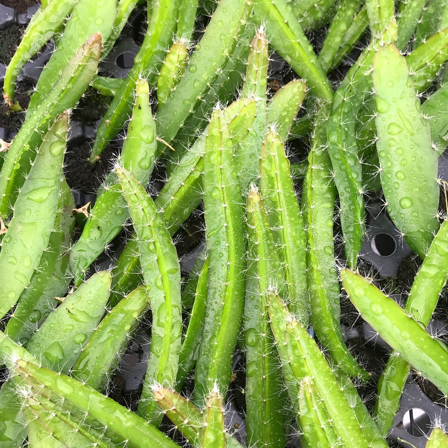 Edgar's Baby Dragon Fruit Tree - 4 Live Starter Plants - Hylocereous Undatus - Edible Tropical Fruit Plant from Florida
