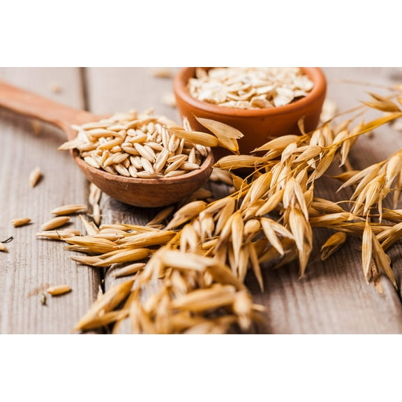 250 Certified ARMOR OAT Oats Avena Sativa Cereal Grain Seeds