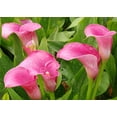 thumbnail image 3 of Calla Lily Bulbs, Calla Lily Bulbs For Planting, The Flowers Are Large Calla Lily Plants,Bulb Flowers, Calla Lily Plant,Calla Lily Bulbs, Suitable For Flower Arrangements, Easy To Care For,, 3 of 3