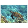 thumbnail image 1 of Turtle Ceramic Tile Mural Kitchen Backsplash Bathroom Shower, 402969-L64, 1 of 3