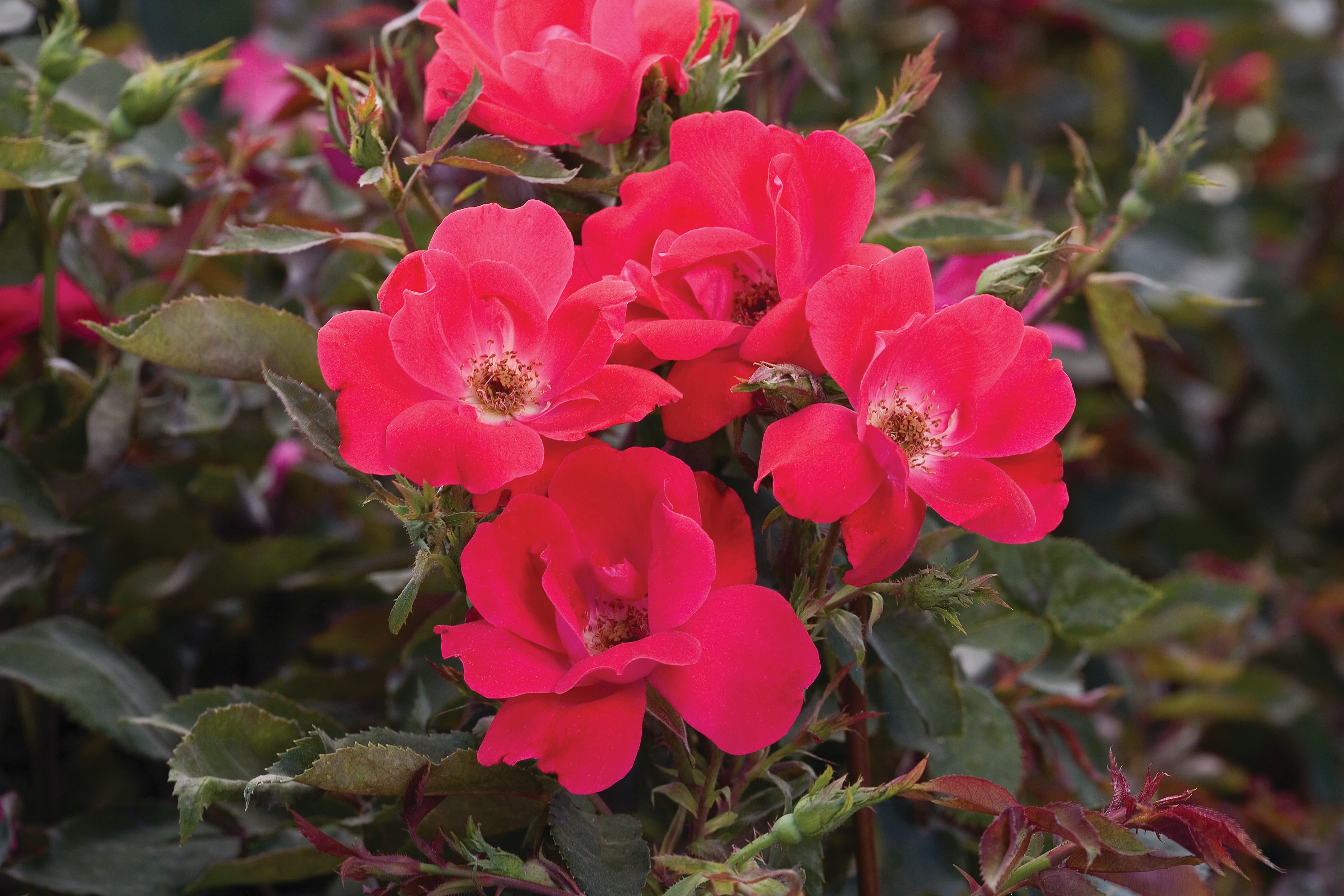 Knock Out Roses Red Knock Out Rose 2 Gallon (Rosa) Cherry-Red, Hot Pink Single Flowers Are Disease Resistant Live Outdoor Plant