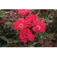 thumbnail image 2 of Knock Out Roses Red Knock Out Rose 2 Gallon (Rosa) Cherry-Red, Hot Pink Single Flowers Are Disease Resistant Live Outdoor Plant, 2 of 4