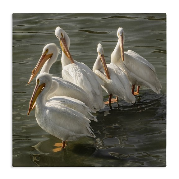 Stupell Industries Rustic Lodge Pelican Birds Standing Shallow Water Canvas Art, 17 x 17, by David Lorenz