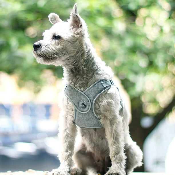 Harness for 3 pound dog 2025