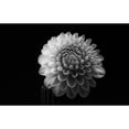 thumbnail image 3 of Gronkjar, Lotte 18x13 Black Modern Framed Museum Art Print Titled - Dahlia, 3 of 5