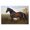 Majestic Stallion Marshland Landscape, variant on Stupell Industries Stallion in Marshland Black Framed Giclee Art, design by Creative Studio