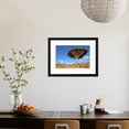 thumbnail image 4 of Dragon Tree  Dracaena Cinnabari  Dragons Blood  Endemic Tree from Soqotra, Yemen, Framed Art Print Wall Art by zanskar Sold by Art.Com, 4 of 6
