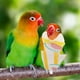 thumbnail image 4 of Pañal lavable para pájaros, traje de vuelo para loros, pañal para pájaros, ropa transpirable para loros, 4 of 7