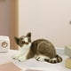 thumbnail image 1 of Juguetes de peluche de gatos realistas Hugo 25cm, 1 of 10