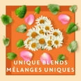 thumbnail image 2 of Tazo Calm Chamomile Herbal Tea, 2 of 8
