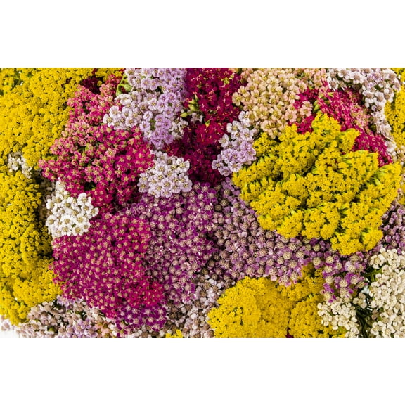 500 MIXED SUMMER YARROW Achillea Millefolium Red Pink White Gold Peach Herb Flower Seeds