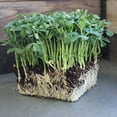 thumbnail image 4 of Speckled Pea Sprouting Seeds - 1 Lbs - Certified Organic, Non-GMO Green Pea Sprout Seeds - Sprouts & Microgreens, 4 of 7