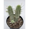 thumbnail image 5 of Euphorbia Mammillaris, 4 inch, Corncob Corkscrew Euphorbia, Indian Corn Cob, Rare White, 5 of 9