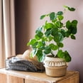 thumbnail image 2 of Artificial Apple Banyan Leaf Tree, 2 of 10