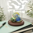 thumbnail image 3 of Plymor 3 inch x 3 inch Glass Display Dome Cloche (Dark Wood Base), 3 of 3