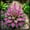 C, variant on Delicate Hosta—Lush Foliage—Brightens up dark garden corners——Year-Round ornamental appeal