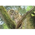 thumbnail image 2 of Schell, Jennie Marie 24x17 Gold Ornate Wood Framed with Double Matting Museum Art Print Titled - Owlet Twins in the Forest, 2 of 4