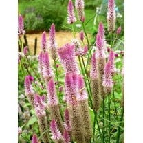 100 FLAMINGO FEATHER Wheat CELOSIA Spicata Pink & White Flower Seeds