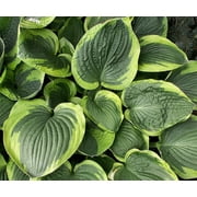 2.5qt Hosta
