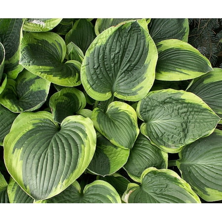 2.5qt Hosta