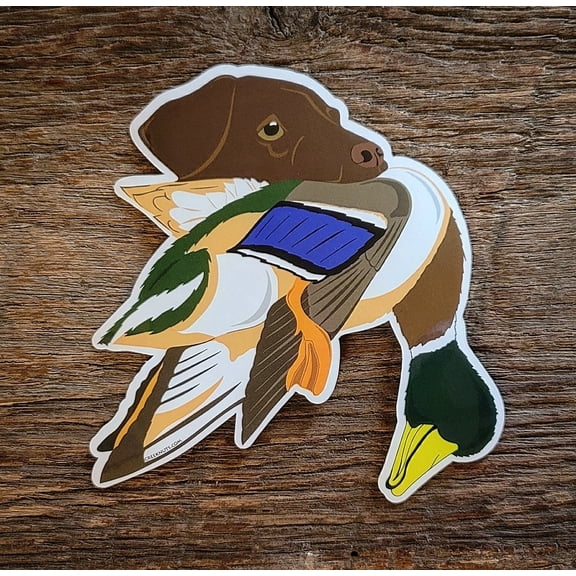 Chocolate Lab with Mallard Duck Sticker Decal